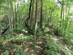 Cumberland Trail - Soddy Creek Gorge