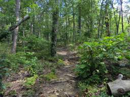 Cumberland Trail - Soddy Creek Gorge