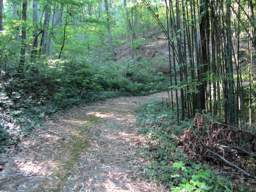 Lookout Mountain Trails
