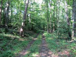 Lookout Mountain Trails