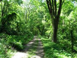 Lookout Mountain Trails