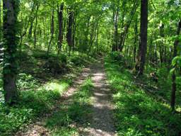Lookout Mountain Trails