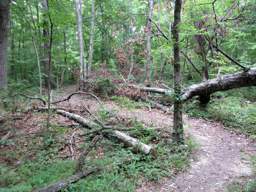 Shackleford Ridge Park