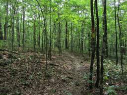 Shackleford Ridge Park