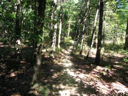Raccoon Mountain Trail