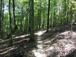 Raccoon Mountain Trail