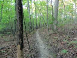 Raccoon Mountain Trail
