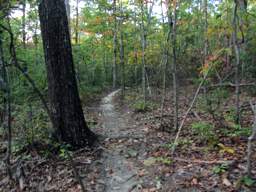 Raccoon Mountain Trail