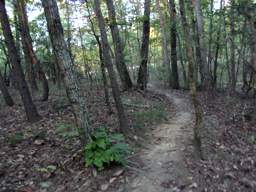Raccoon Mountain Trail