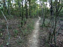 Raccoon Mountain Trail
