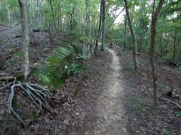 Raccoon Mountain Trail