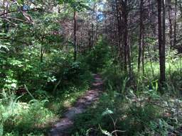 Cumberland Trail - North Chickamauga Creek