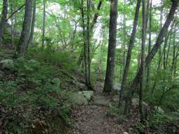 Cumberland Trail - Possum Creek Gorge