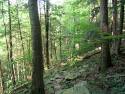 Cumberland Trail - Possum Creek Gorge